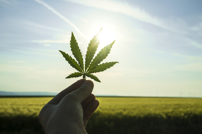 【新しい時代への影響】大麻規制緩和が社会に与える影響　　