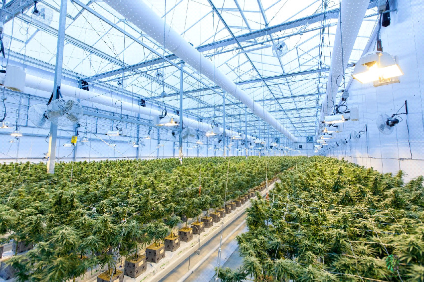 【自然と共存】エコでオーガニックな温室での大麻栽培。その課題は？