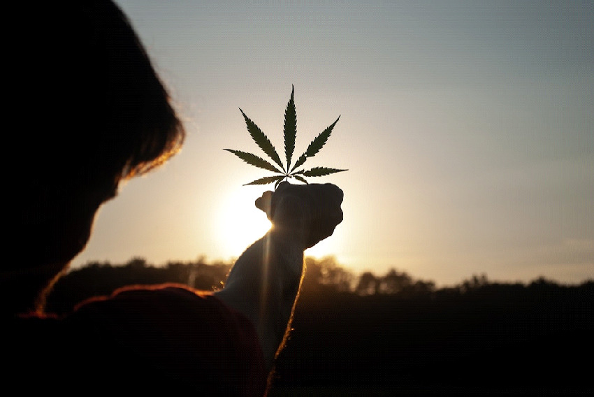 自然のお薬。人類と大麻の長い関わり
